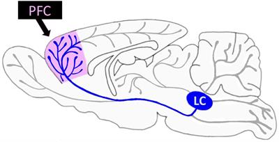 Prefrontal modulation of anxiety through a lens of noradrenergic signaling
